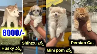 Husky,Shihtzu,Mini pom,Persian cat for ssle/ 95534 76287 /aj pets