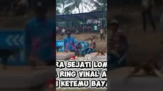 juara sejati lomnas,lomba ring PMTI dipengandaran 2026👍 #juararingpmti #viral #fyp