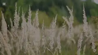 Nature relaxing video 🌧️