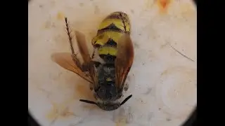 Yellow Jacket Wasp: Nikon P1000
