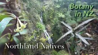 Native Plants of A H Reed Memorial Park, Whangarei, New Zealand