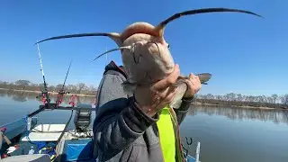 Channel Cat smackdown!  Illinois river