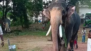 പറയഞ്ചേരി അയ്യപ്പൻ വിളക്കിന് തിടമ്പേറ്റാൻ എത്തിയ കൊമ്പന്മാർ | Ayyappanvilakku 