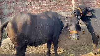 Johtee ki selection 