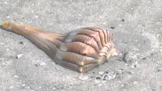 Lightning Whelk