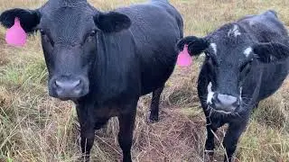 Can You DNA Test A Cow?