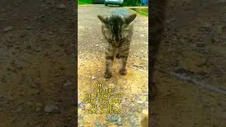 It's funny big cat kisses little boy | Cat | Shorts