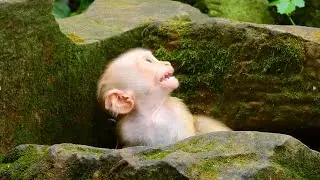 Poor Baby Monkey Lucie Extremely Cries Due To Mum Rejecting and Weaning.