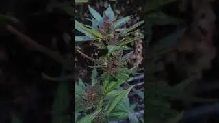 purple bud auto week 5 of flower outdoors UK