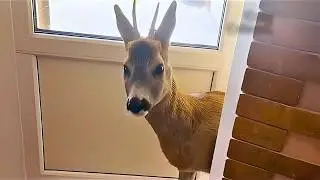 A deer comes to our door every evening… Then something incredible happened.