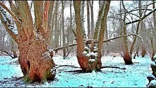 Schnee im Wald 2