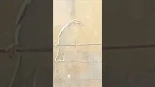 See how much innocent &alert this small sparrow chick is?