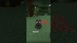 New Wolf variants : Minecraft Snapshot 24W10A #shorts