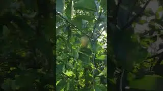 Đất vườn siêu đẹp 