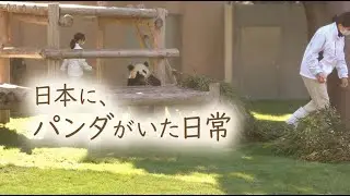 日本に、パンダがいた日常｜あの距離に、楓浜がいた