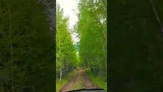 леса Тывы