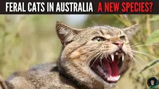 Are Australia&rsquo;s Feral Cats Becoming a New Species? 🐾 Shocking Evolution Uncovered!