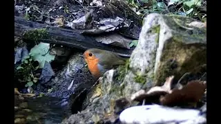 🐦🎦GreatTit-Goldfinch-Bluetit--Goldcrest-Robin caught on stream cam @GardenBirdCamUK