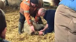 Birth of new lamb, trevathan farm, Feb 2016