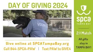 Join Us For A Day Of Giving At SPCA Tampa Bay - Volunteer to Help Animals!