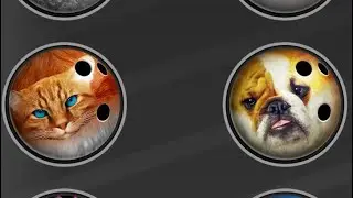 PBA Bowling Challenge: Cat 🐈 and Dog 🐕 Balls Stats