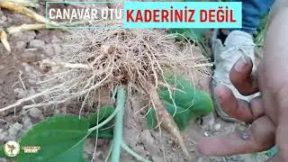 Ergun Tohum- CANAVAR OTU KADERİNİZ DEĞİL UYGULAMA VE SONUÇLARI - 3
