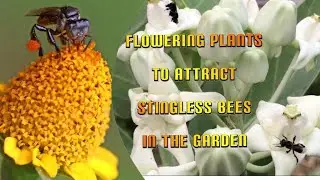 Flowering Plant to attract Stingless Bee in the Garden 🐝🌻