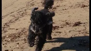 Waterhond