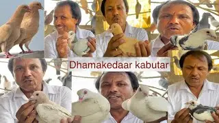 ☺️YouTuber मीनू किरोड़ीवाल के दस-दस लाख की शर्त वाले 300 Toofani कबूतरों का शौक😳#rohtakkabutarbaazi