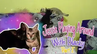 Annoying Cat | Friendly Cat House | Part I