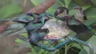 Science Today: Colorful Dinosaurs | California Academy of Sciences
