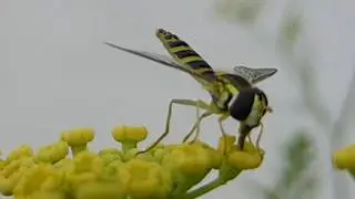 Hoverfly -  Bl&oacute;msveifa - Fennel - Skord&yacute;r - Flugur - Sumarbl&oacute;m - Gar&eth;yrkja
