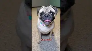 I dunno what a dog is 🤪 #dog #pug #cute #funny #pets #fyp #shorts