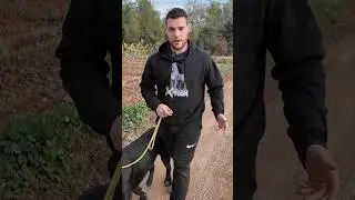 COMO ES PASEAR CON UN CANE CORSO