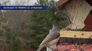 Southwest VA Wildlife Center rescues more animals during winter weather