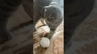 ☃️🌨️🐱 #snowcat #catplaying #winter #homeplay #keşfetbeni&ouml;ne&ccedil;ıkar #snowball #catvideos #cats