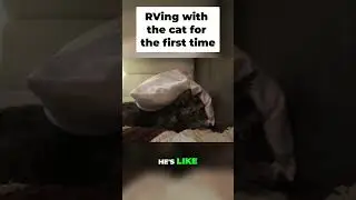 RV Dad's Cat Doesn't Trust Him: Cute & Funny Vlog Moment! #shorts