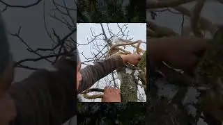 Living Wild, Building a Nature-Inspired Nest Cabin in the Forest / Camping / Survival / DIY Wood 