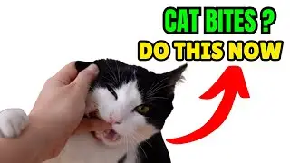 What To Do When Cat Bites Someone - Cat Bite First Aid | Step-by-Step Guide for Pet Owners.
