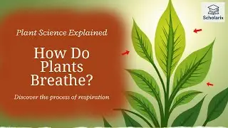 How Do Plants Breathe?