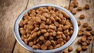 Mini Critters - Keeping Your Pet's Nutrition