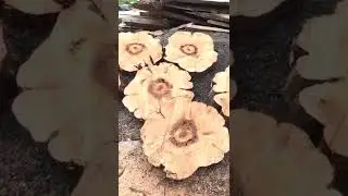 Кому #кипарис 🤓