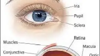 मानव नेत्र Human Eye's 👀 #shorts #gk #science #eyes