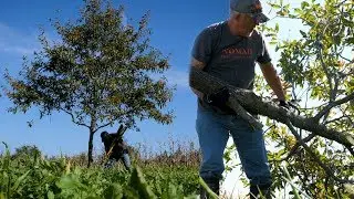Scrape Tree 101 with Terry Drury!