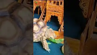 Sulcata Tortoise Eating Crunchy Vegetables Relaxing ASMR #asmranimals #tortoiseasmr #sulcataasmr