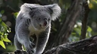 Koala Bears-A Journey of Survival🐨