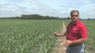 Cover Crops on Corn