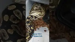 Marvel YB X Black Pastel Mojave Orange Ghost #ballpythons #reptiles #snakes #pets #animals