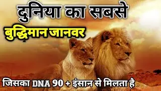 Duniya Ka Sabse Chalak janvar | Most Intelligent Animal in the Word | Chimpanzee