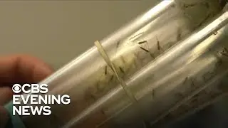 Lab-raised bugs used to combat invasive species